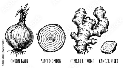  Onion and Ginger Root Hand Drawn Herbal Spice Sketch Collection