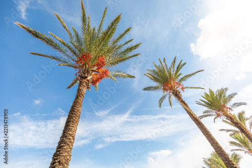 Low angle view of date palm trees with orange dates against blue sky
