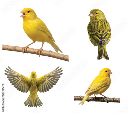Canary Birds in Various Poses Isolated