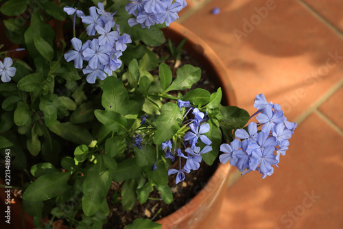Close-up of Plumbago auriculata in a terracotta pot, Also called cape leadwortor blue plumbago flowers on plant
