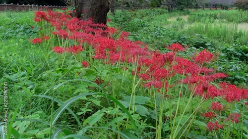 桜並木と彼岸花