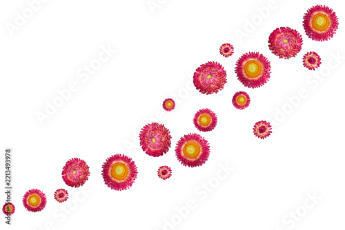 Natural floral frame. Pink Helichrysum Strawflower Isolated on White Background.