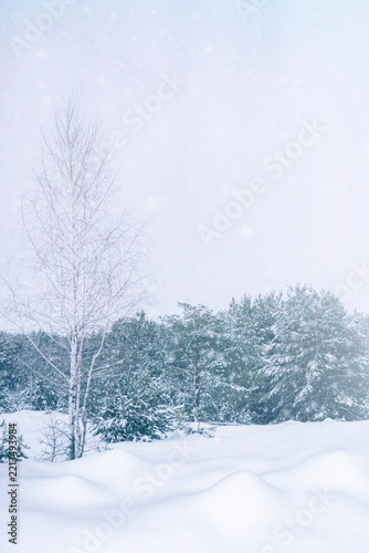 Vertical. Snowy Winter Forest with Birch and Pine Trees