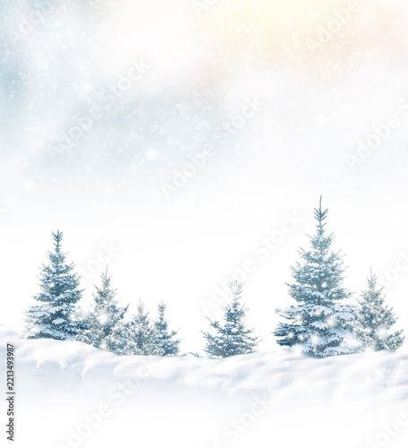 Snowy Christmas Forest with Frosted Spruce Trees and Winter Snow