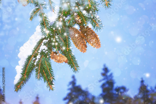 Christmas and New Year Winter Scene with Snowy Spruce Branch and  Cone