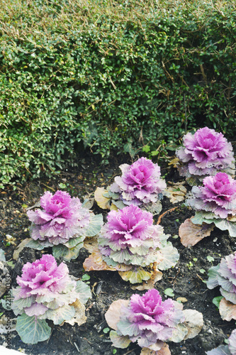 Rows of ornamental kale with lush rosettes of pink-purple leaves growing in open ground in an autumn park or garden.