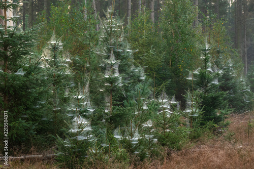 Young spruce trees covered in dewy spiderwebs, natural decoration