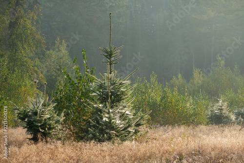 Young spruce trees covered in dewy spiderwebs, natural decoration