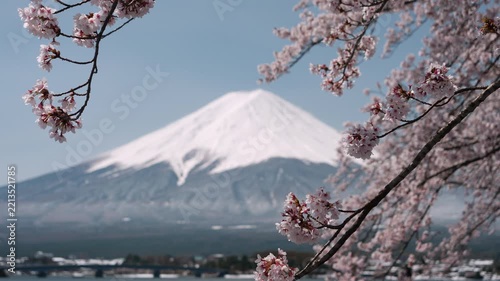 Rack Focus Shot of Cherry Blossoms Transitioning to Mount Fuji, Close-Up Composition Captured at Lake Kawaguchi (Real Time/STATIC)