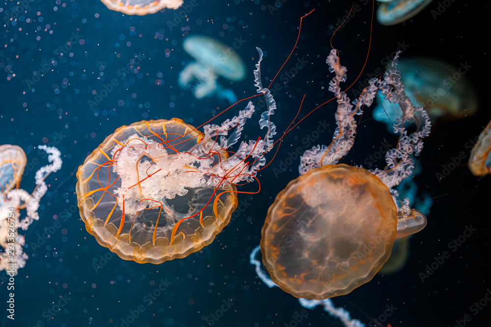 Fototapeta premium underwater photography jellyfish Chrysaora fuscescens, Pacific sea nettle, West Coast sea nettle
