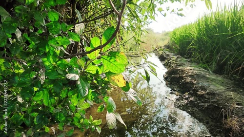 Slow Motion Panning Shot of Small Stream Next to Green Rice Field