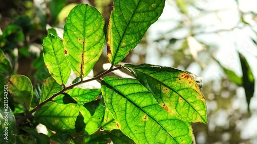 Slow Motion Close-up of Green Leaves Swaying in Sunlight
