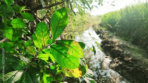 Slow Motion of Green Leaves Next to Natural Countryside Stream