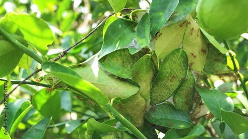 Slow Motion Panning Shot of Weaver Ants Nest on Lime Tree