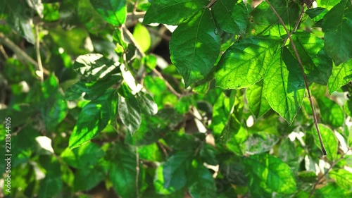 Slow Motion of Water Reflections Rippling on Lush Green Leaves