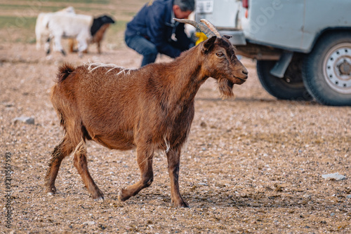 Portrait of a horned goat standing among livestock near a watering place in the semi-arid Mongolian steppe close to the Gobi Desert.