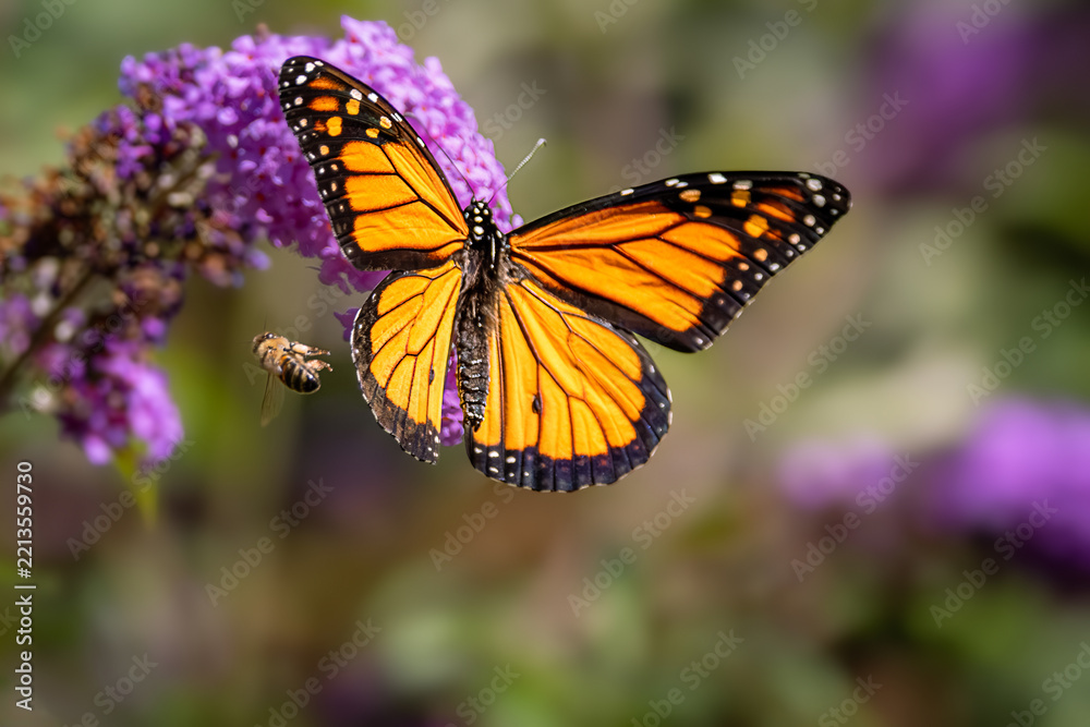 Obraz premium Monarch butterfly resting on a purple butterfly bush flower cluster at Urquhart Butterfly Garden, Dundas, Hamilton, Ontario, Canada