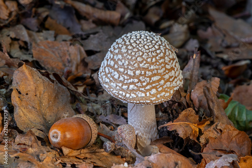 Panther cap / false blusher / panther amanita (Amanita pantherine) fresh fruiting body emerging in deciduous forest in autumn / fall