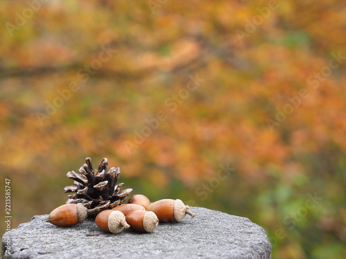 紅葉を背景に並べたどんぐりと松ぼっくり 秋のイメージ素材 コピースペース