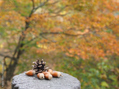 色づく木々を背景にしたどんぐりと松ぼっくり 季節感のある秋の素材