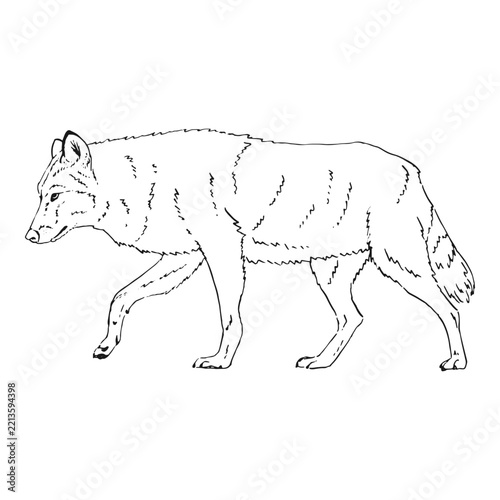 Walking wolf monochrome hand drawn sketch. Wildlife vector illustration.