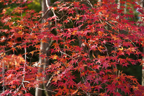 モミジの紅葉　Acer palmatum