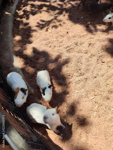 Several white and multicolored guinea pigs stand on a dusty enclosure ground under dappled sunlight, looking curiously toward the camera.
