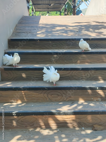 Three elegant white fantail pigeons are captured posing on uniquely textured outdoor wooden stairs, basking in the warm sunlight during a bright day.