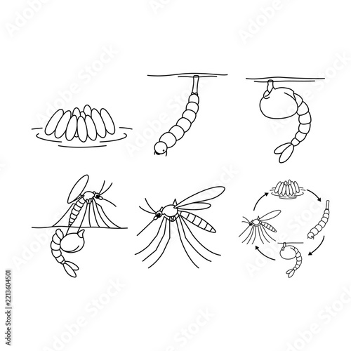 Mosquito Life Cycle Scientific Line Art Icon Set with Egg, Larva, Pupa and Adult Stages