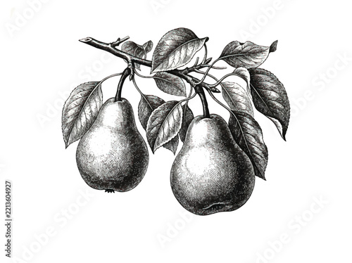 Two pears on branch vintage botanical engraving illustration for organic fruit and healthy eating design isolated on white background