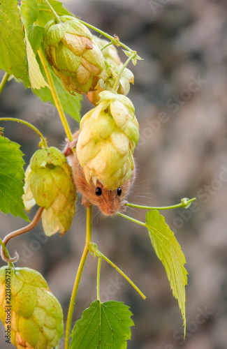Harvest mouse foraging amongst wild hedgerow hops