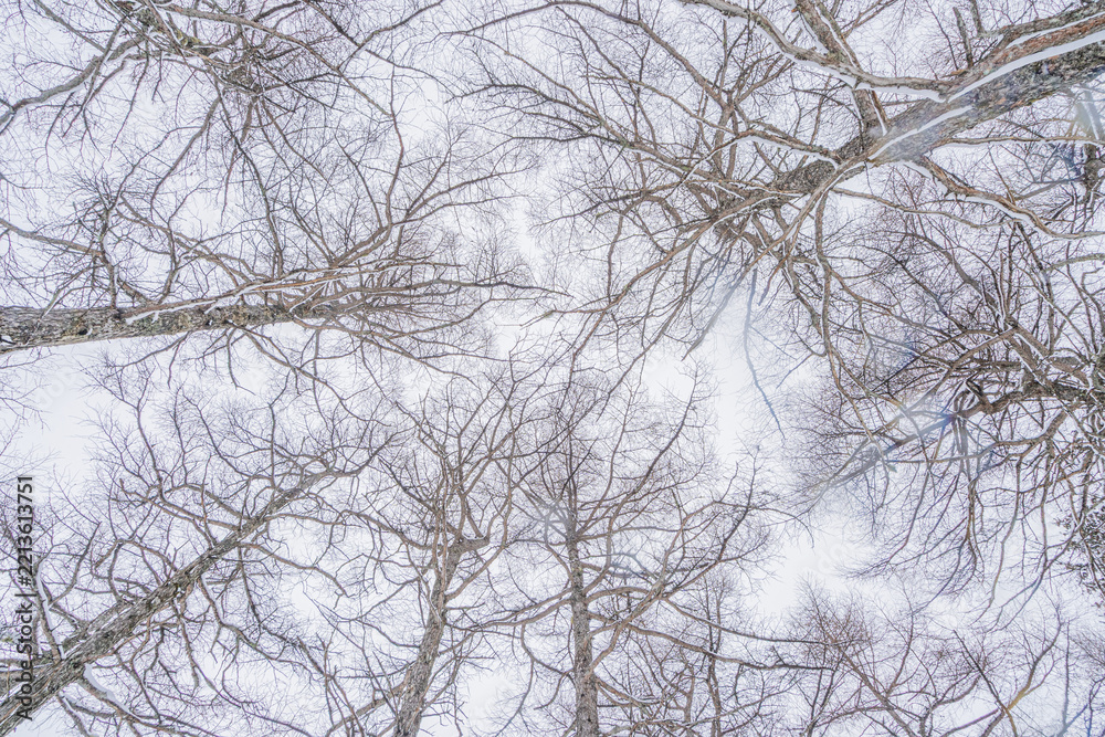 Fototapeta premium Looking Up Through Bare Winter Trees