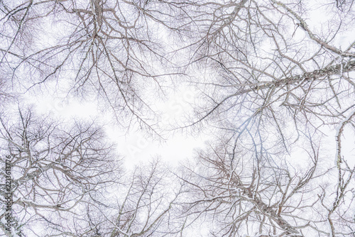 Bare Winter Tree Branches Framing a Bright Sky