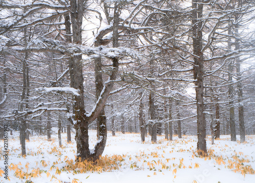 Snow-Covered Trees in a Quiet Winter Woodland