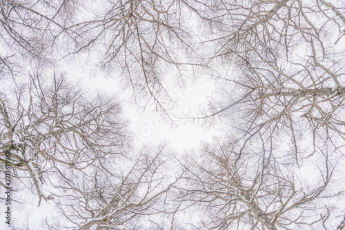Snow-Dusted Bare Tree Branches Against a Pale Winter Sky