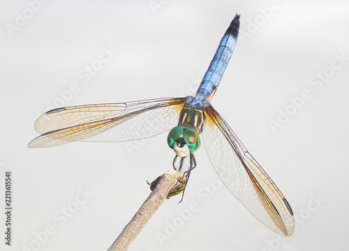 An Extreme Close-up Focus Stacked Image  of a Young Blue Dasher Dragonfly Perched on a Twigg