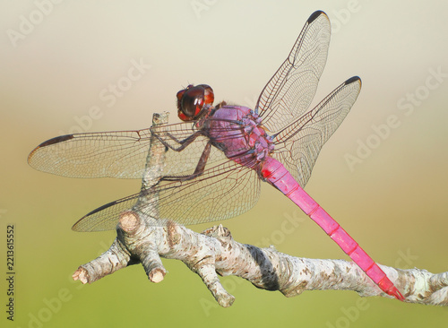 An Extreme Close-up Focus Stacked Image of a Roseate Skimmer Dragonfly Perched on a Twigg