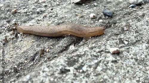 地面を這うナメクジ
