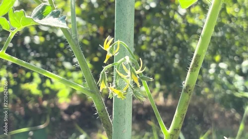 トマトの花 トマト栽培