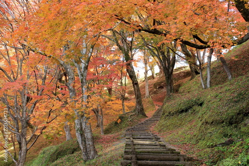 公園の紅葉