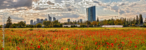 Skyline von Frankfurt am Main mit Mohnblumenfeld im Vordergrund vom Stadtteil Oberrad aus fotografiert