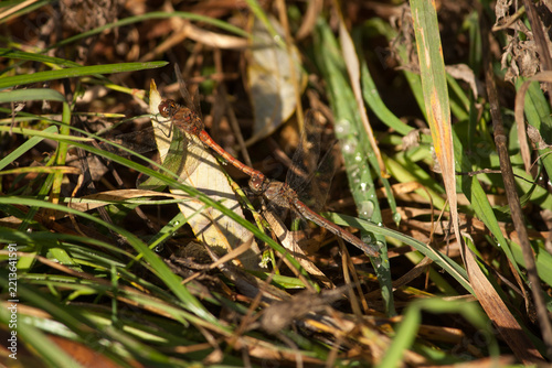two dragon flies mating in on a sunny morning