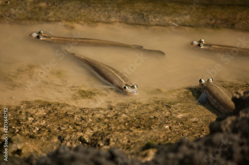 Anableps anableps laying in mud