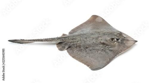 A single greyish-brown ray fish, possibly a skate, isolated on a clean white background, showcasing its distinct flat body and long tail.