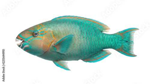Colorful parrotfish swimming in clear water