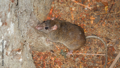 Brown wild rat foraging on the ground next to a tree trunk in its natural habitat