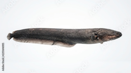 Eel swimming in a light background