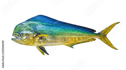 Colorful mahi-mahi fish on a white background
