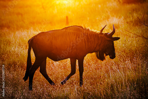 Blue wildebeest walking in savannah at sunset in Greater Kruger national  park, South Africa ; Specie Connochaetes taurinus family of Bovidae