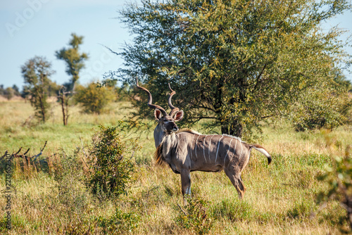 Greater kudu majestic horned male looking at camera in Greater Kruger national park, South Africa ; Specie Tragelaphus strepsiceros family of Bovidae